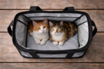 Premium Siyah Fileli Kedi Taşıma Çantası - Görsel 2